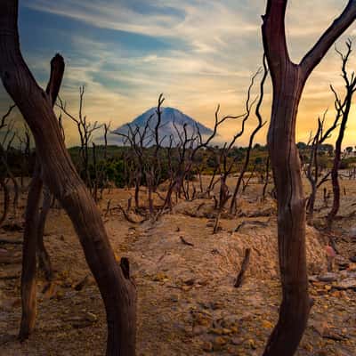 Hutan Mati Gunung Papandayan, Indonesia