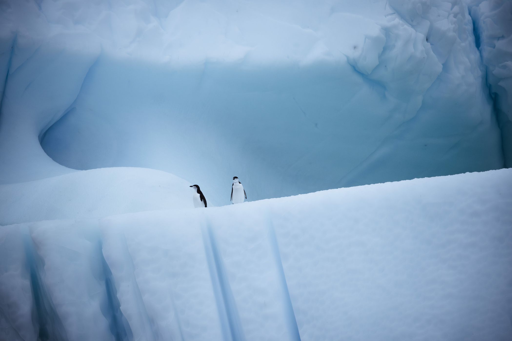 Iceberg Alley, Antarctica, Antarctica