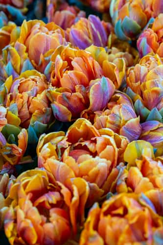 Keukenhof