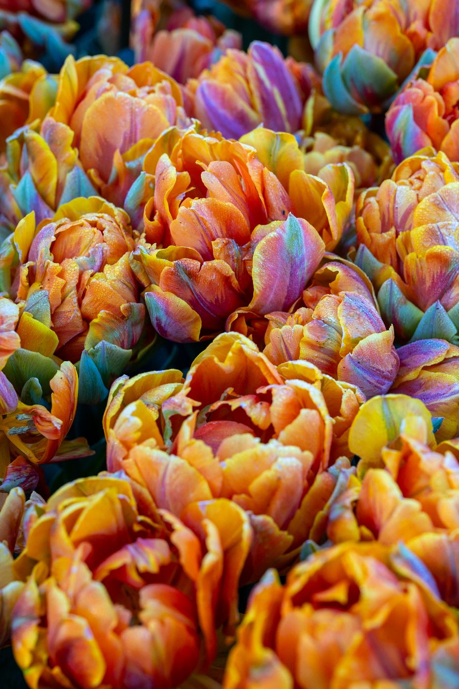 Keukenhof, Netherlands