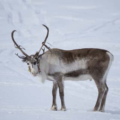 Kilpisjärvi, Finland