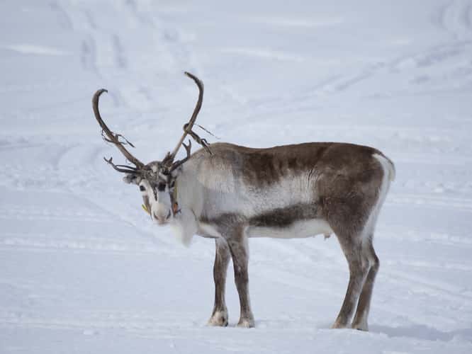Kilpisjärvi