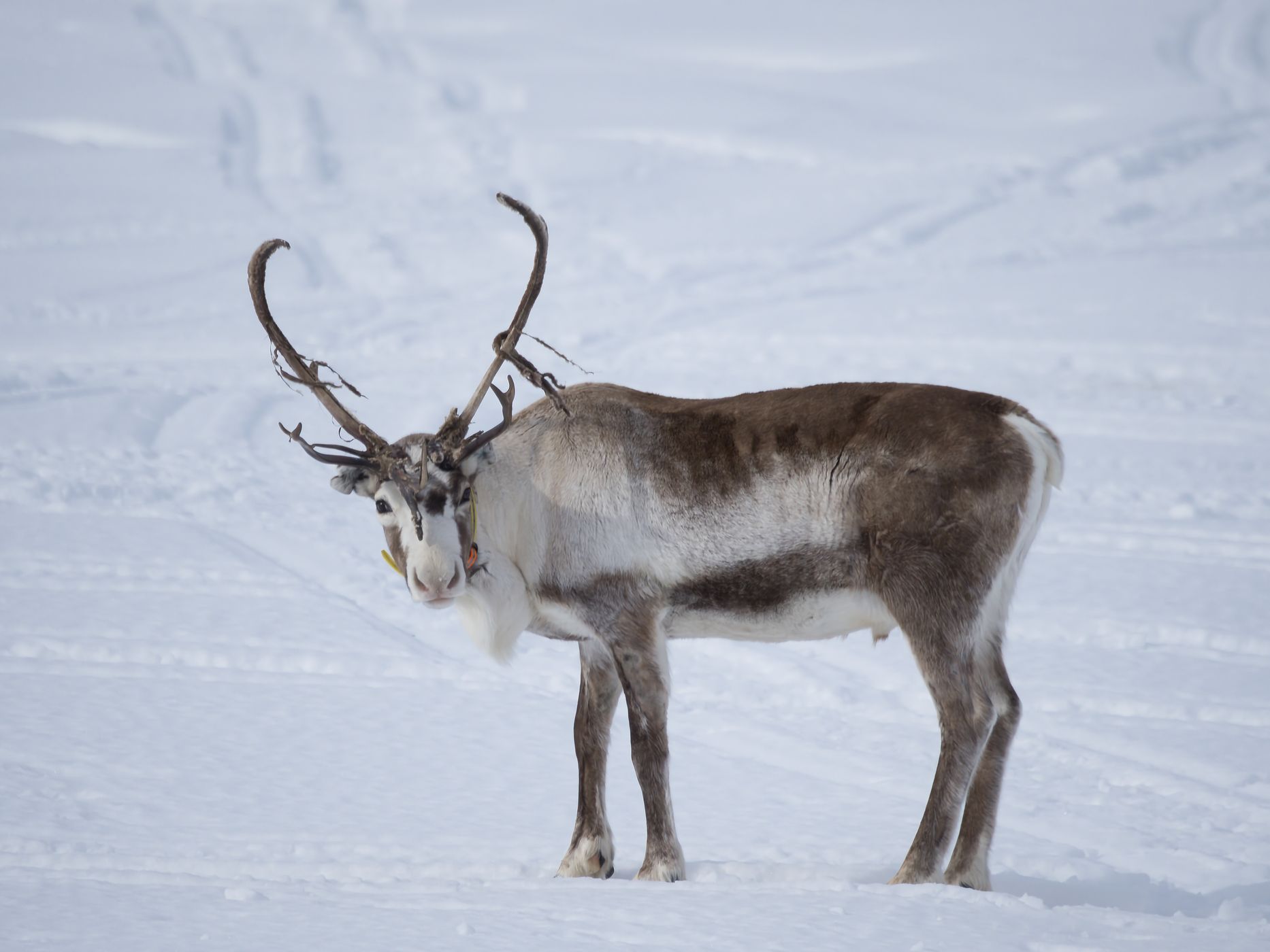Kilpisjärvi, Finland