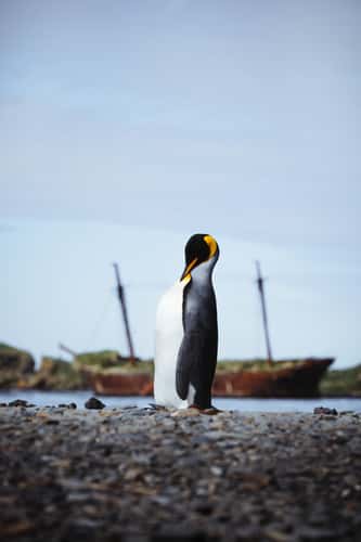 Kind penguin in front of Bayard wreck, Ocean Harbour