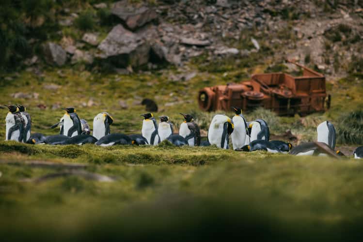 Kind penguins before abandoned railway engine, Ocean Harbour