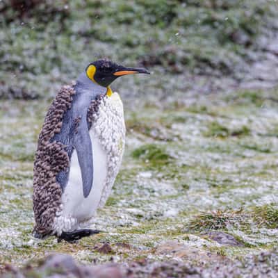 Kind penguins before abandoned railway engine, Ocean Harbour, South Georgia and the South Sandwich Islands