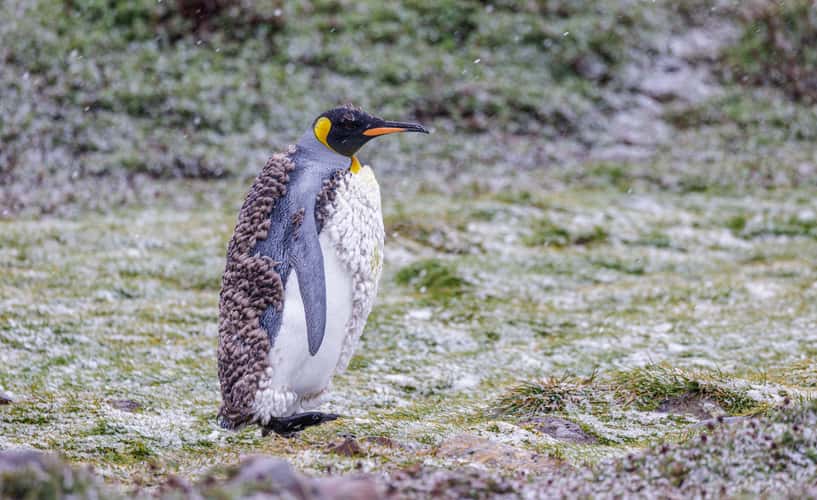 Kind penguins before abandoned railway engine, Ocean Harbour
