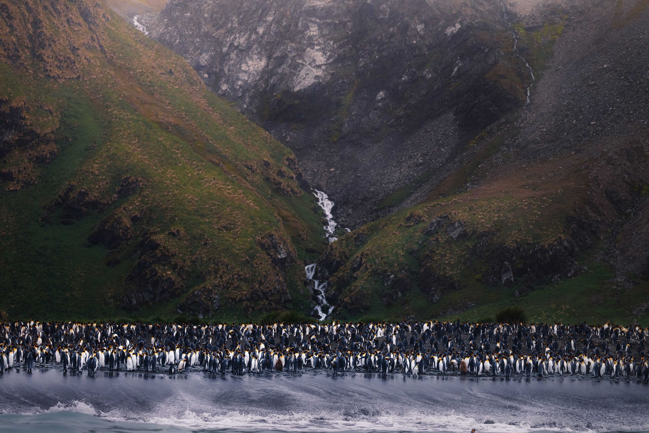 King Penguin Colony, Gold Harbour, South Georgia and the South Sandwich Islands