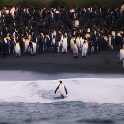 King Penguin Colony, Gold Harbour, South Georgia and the South Sandwich Islands