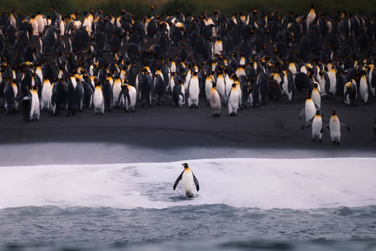 King Penguin Colony, Gold Harbour
