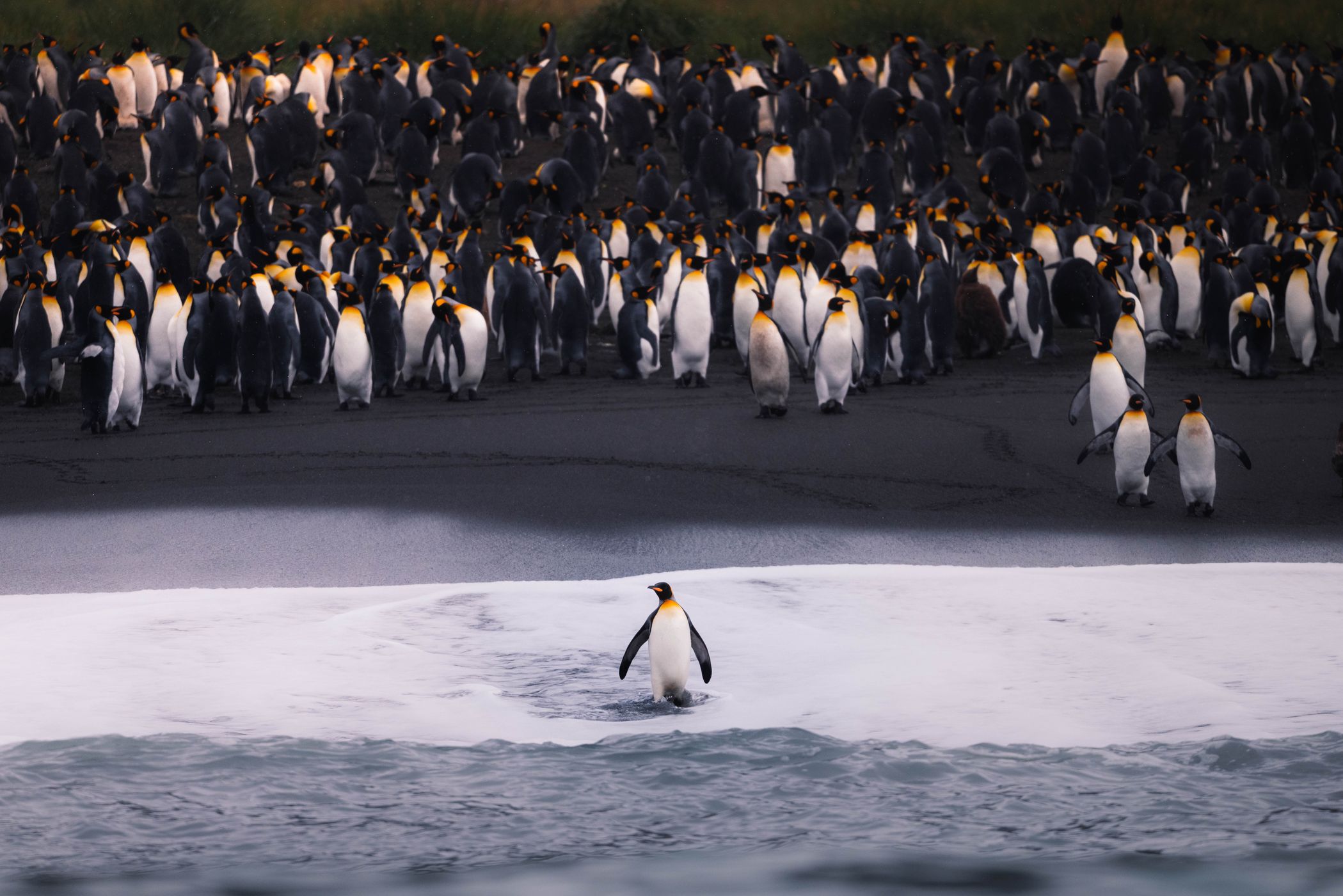King Penguin Colony, Gold Harbour, South Georgia and the South Sandwich Islands