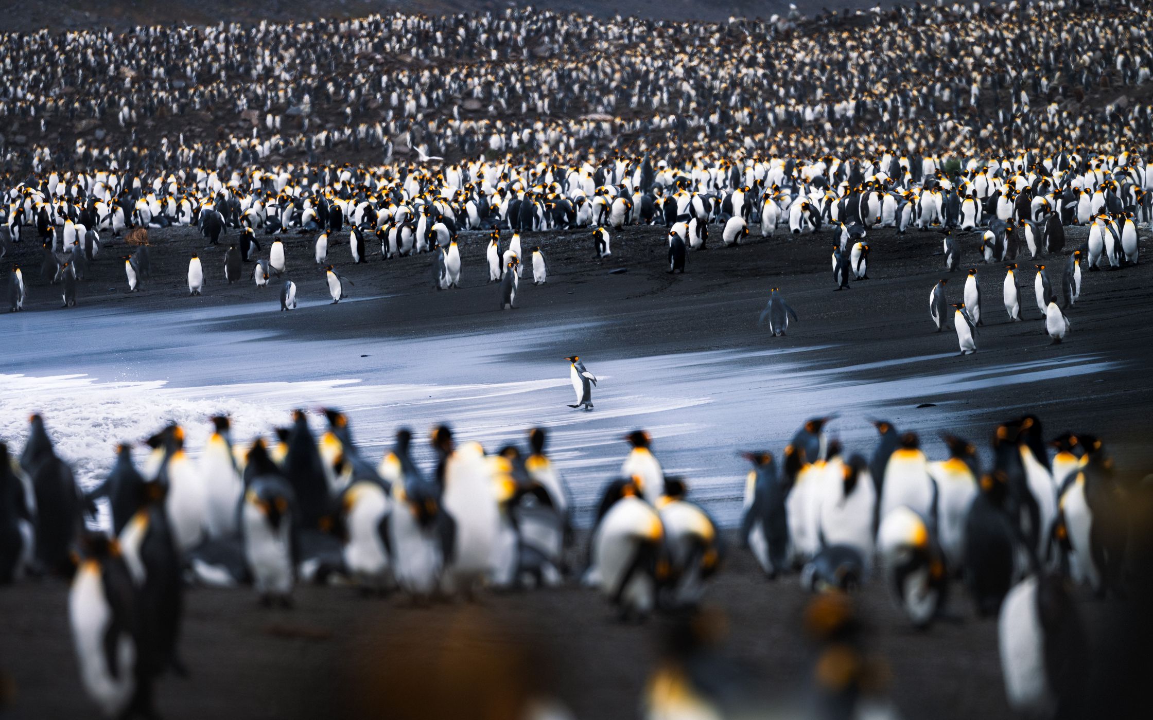 King Penguin Colony, St Andrew´s Bay, South Georgia and the South Sandwich Islands