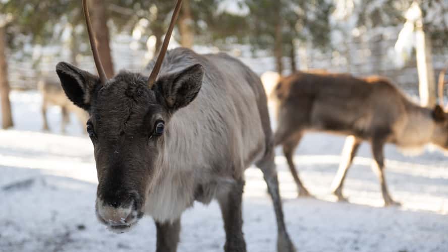 Lammintupa reindeers