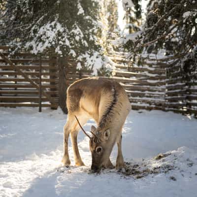 Lammintupa reindeers, Finland