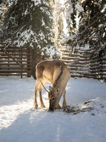Lammintupa reindeers