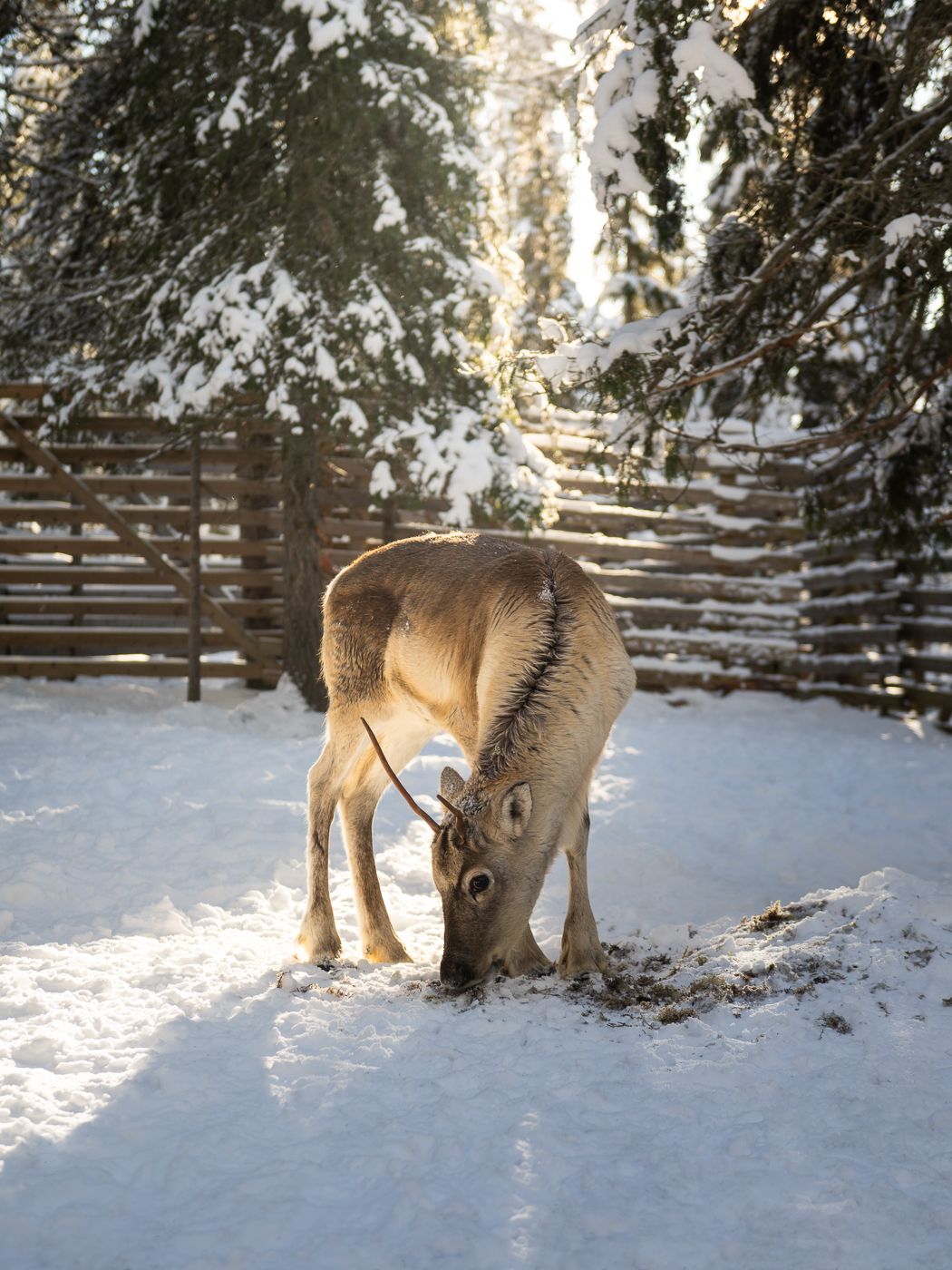Lammintupa reindeers, Finland