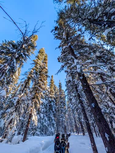 Last Fronteir Mushing Co-op
