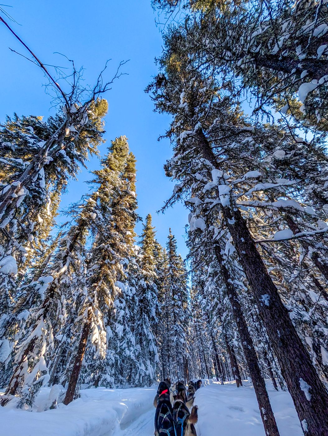 Last Fronteir Mushing Co-op, USA