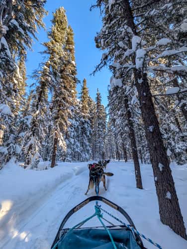 Last Fronteir Mushing Co-op