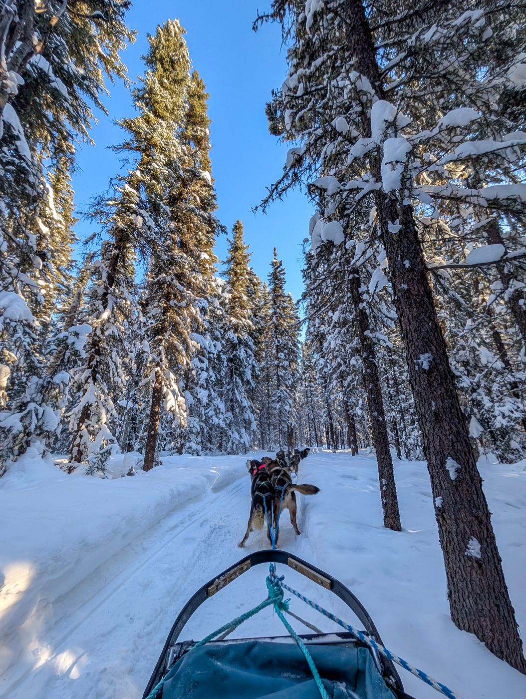 Last Fronteir Mushing Co-op, USA