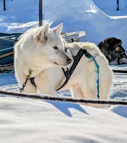 Last Fronteir Mushing Co-op