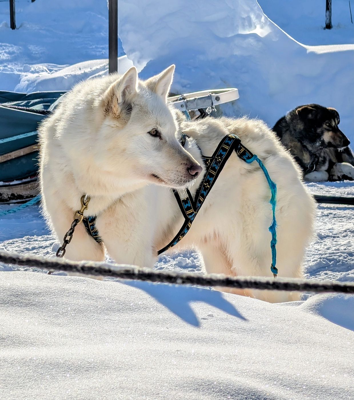 Last Fronteir Mushing Co-op, USA