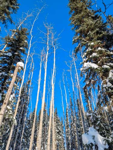 Last Fronteir Mushing Co-op