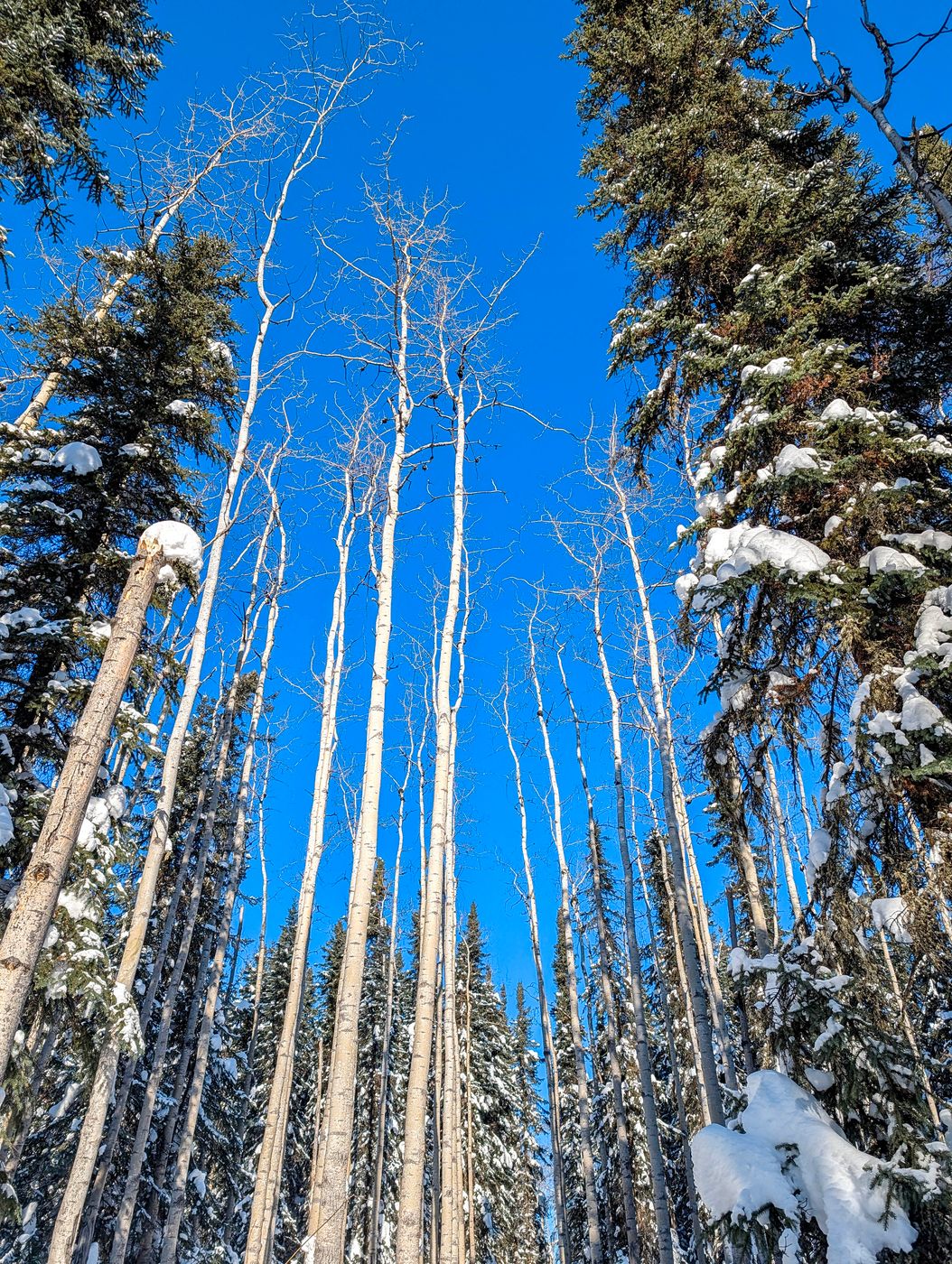 Last Fronteir Mushing Co-op, USA