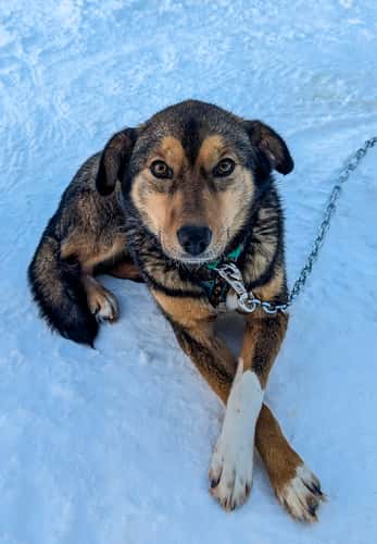 Last Fronteir Mushing Co-op