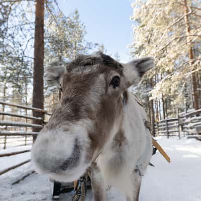 Levi Sammuntupa and Reindeer Farm, Finland
