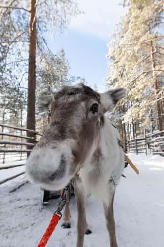 Levi Sammuntupa and Reindeer Farm
