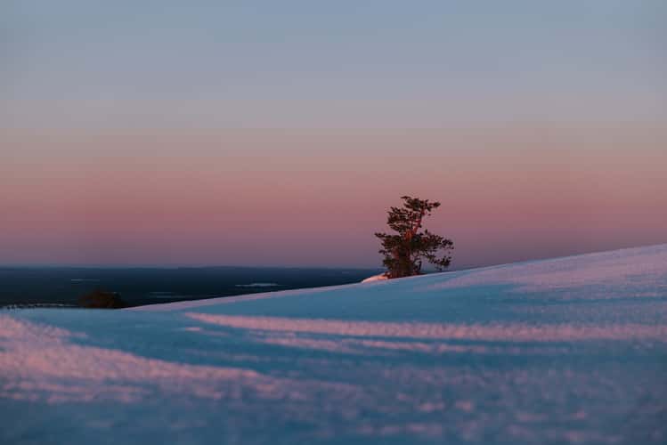 Lonely trees at Ukko-Luosto, Luosto-Pyhä National Park