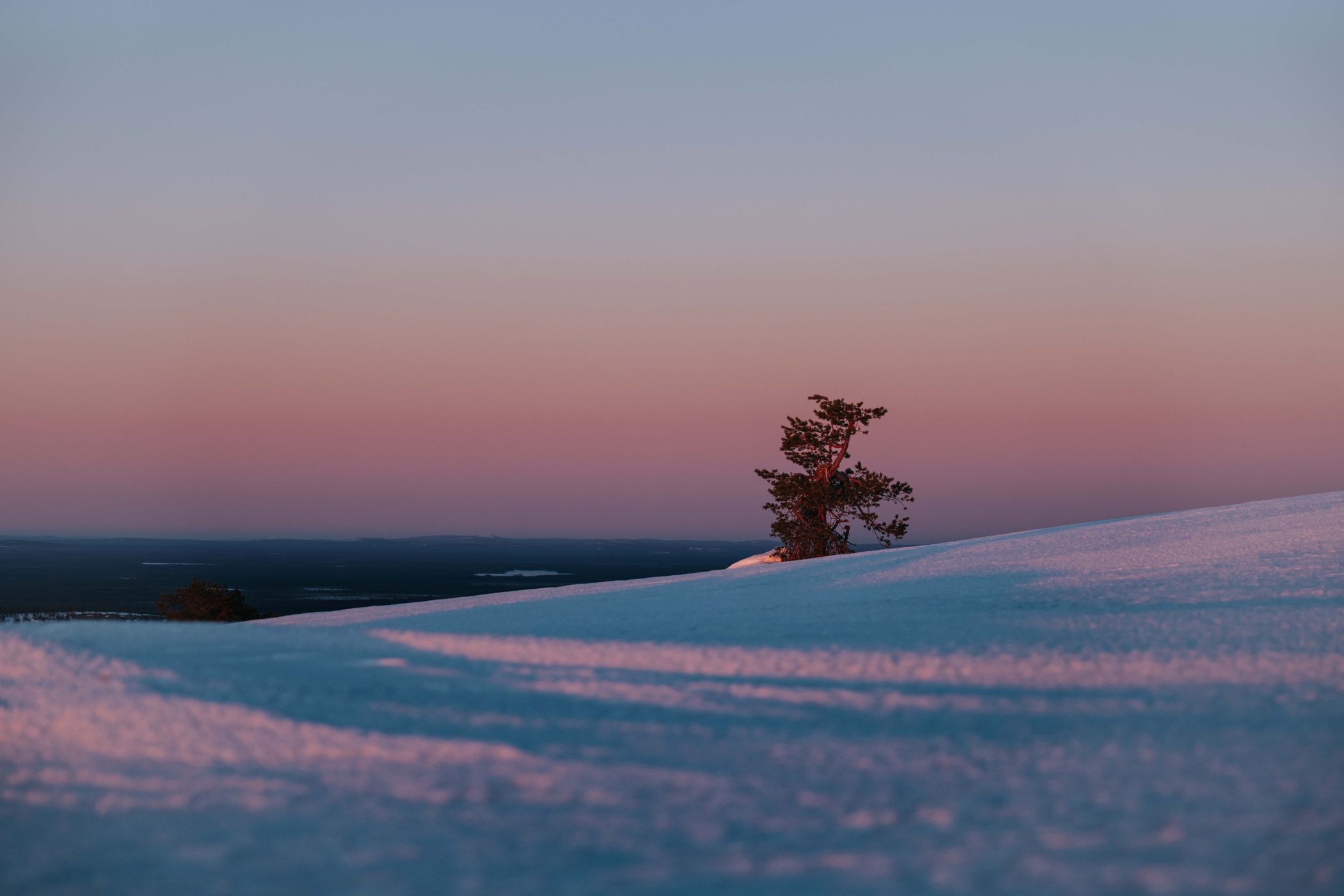 Lonely trees at Ukko-Luosto, Luosto-Pyhä National Park, Finland