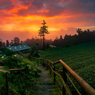 Long Yun Leisure Farm Alishan, Taiwan