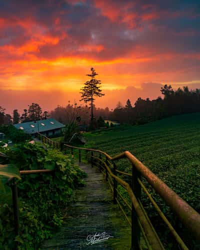 Long Yun Leisure Farm Alishan