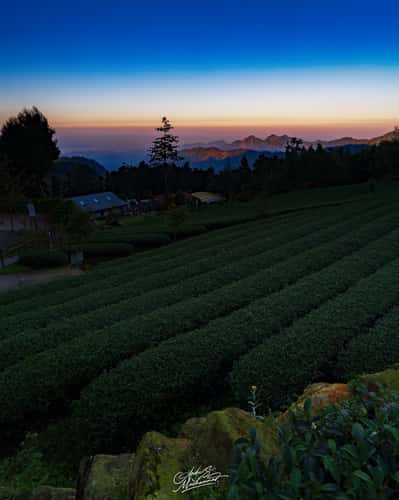 Long Yun Leisure Farm Alishan
