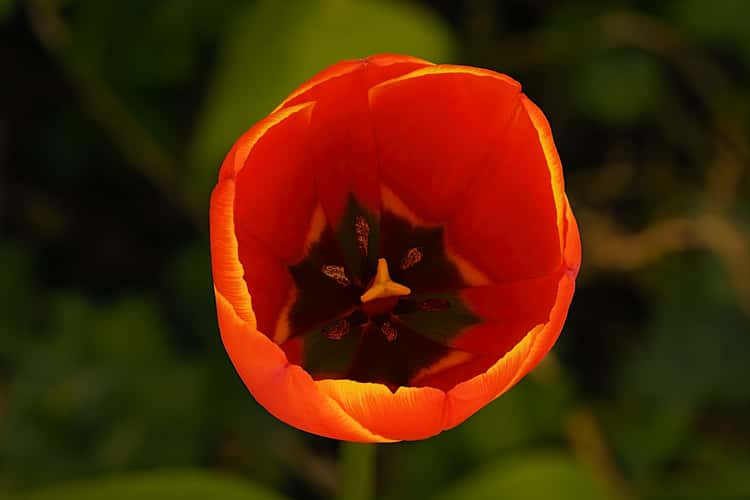Messer Tulipano