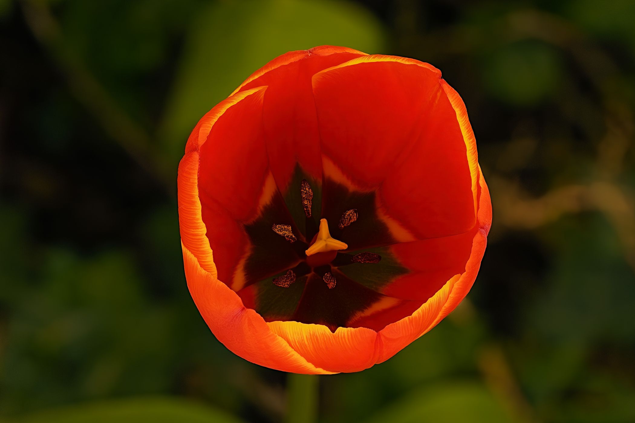 Messer Tulipano, Italy