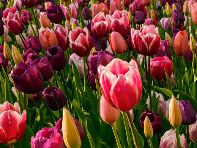Messer Tulipano