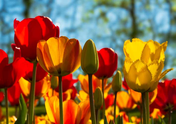 Messer Tulipano
