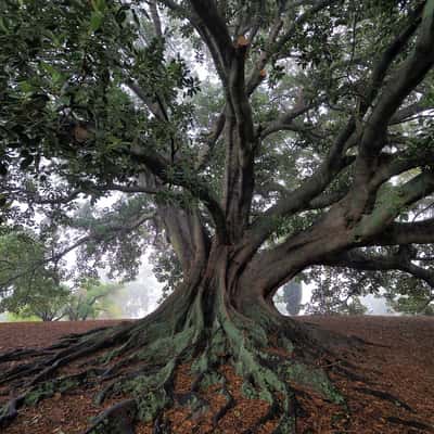 Moreton Bay Fig Tree at Saint Marks Church, Australia