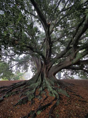 Moreton Bay Fig Tree at Saint Marks Church