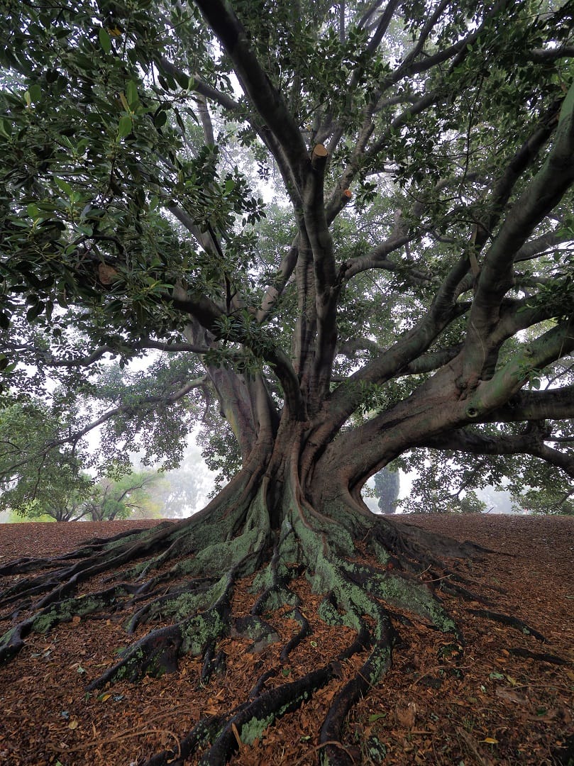 Moreton Bay Fig Tree at Saint Marks Church, Australia