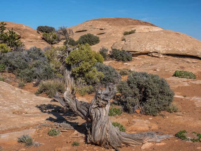 Muley Point