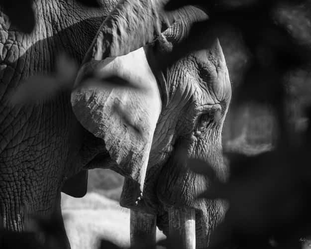 Mysore Zoo