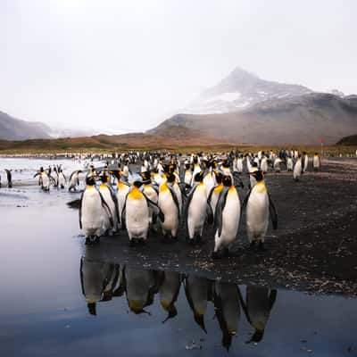 Northern Beach, St Andrew´s Bay, South Georgia and the South Sandwich Islands
