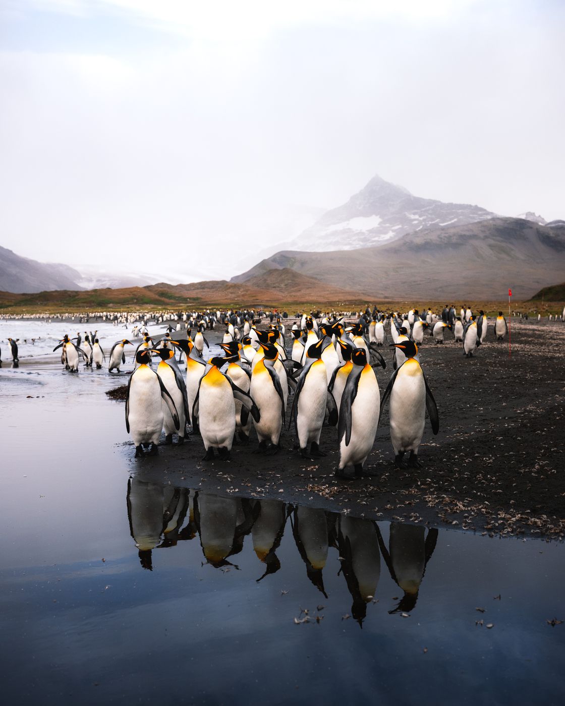 Northern Beach, St Andrew´s Bay, South Georgia and the South Sandwich Islands
