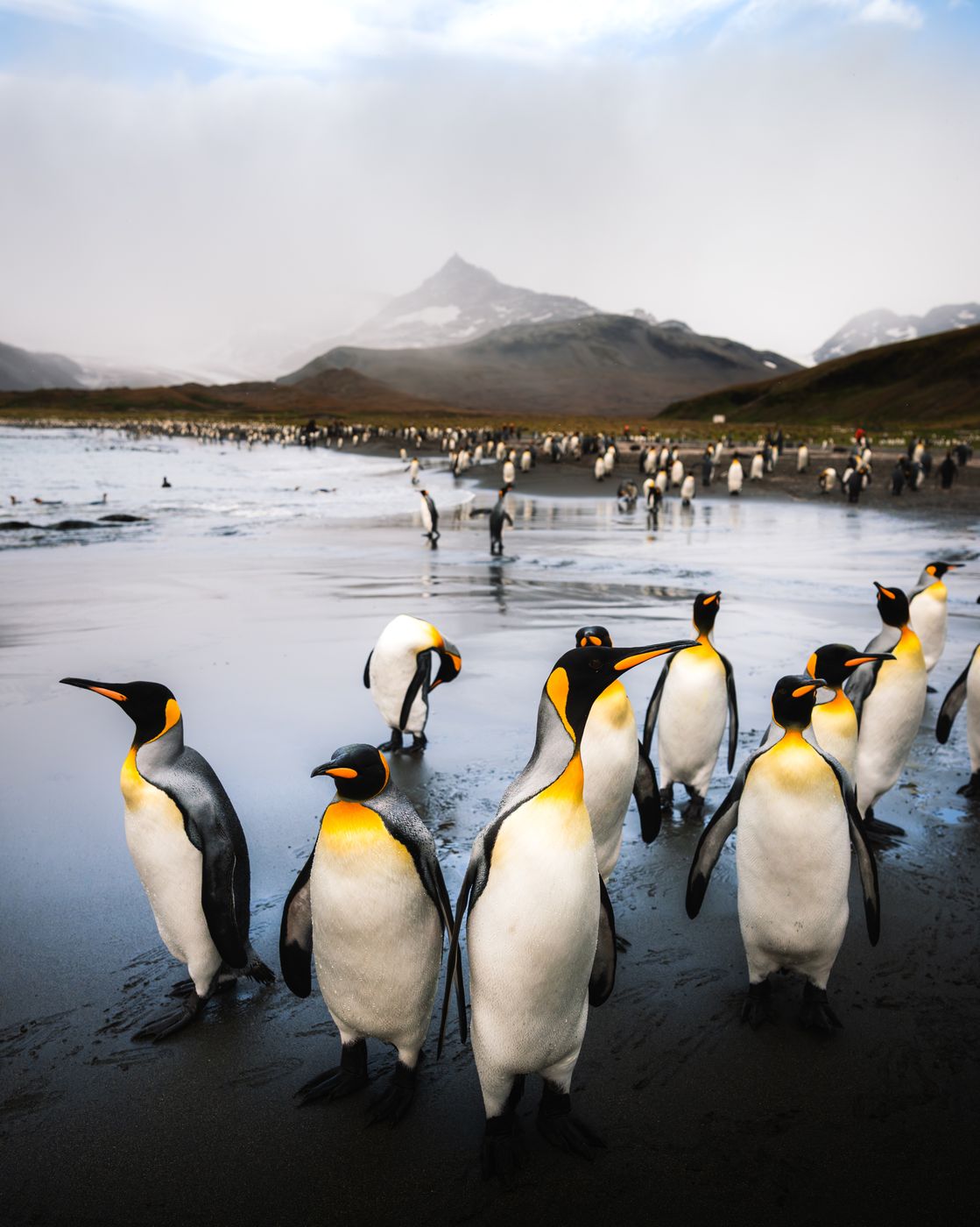 Northern Beach, St Andrew´s Bay, South Georgia and the South Sandwich Islands