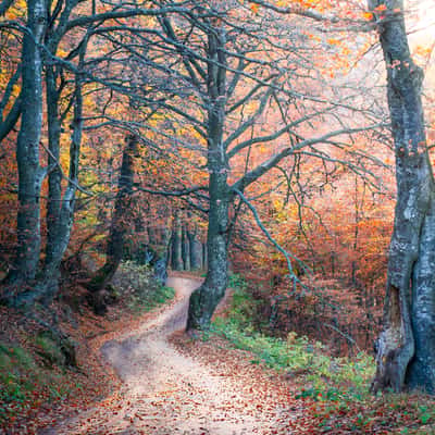 Old Mountain Serbia (Babin Zub), Serbia