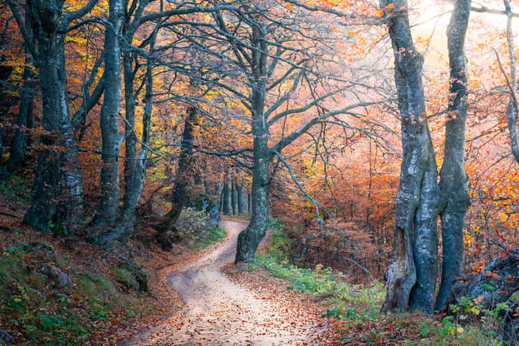 Old Mountain Serbia (Babin Zub)